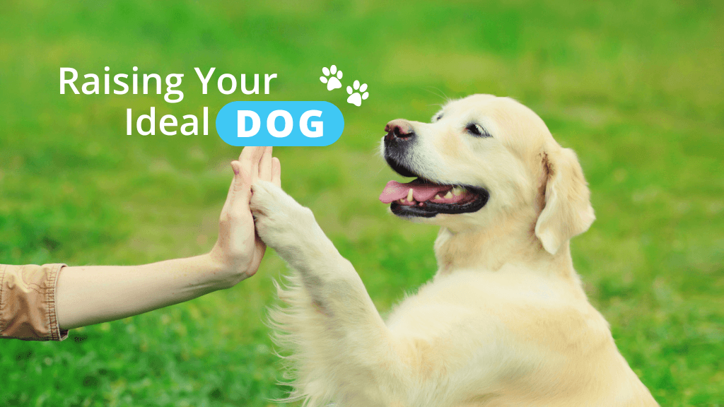 Raising Your Ideal Dog Raising Your Ideal Dog